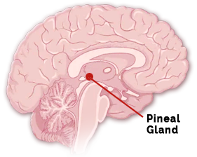 mdl-pinealGland